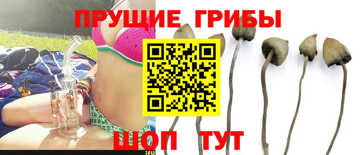 Лесозаводск  Галлюциногенные грибы Psilocybe  Вход с VPN 
